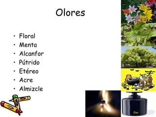 Olores Floral Menta Alcanfor Pútrido Etéreo Acre Almizcle Éter 