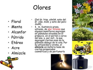 Olores Floral Menta Alcanfor Pútrido Etéreo Acre Almizcle (Del ár. hisp.  almísk , este del ár. clás.  misk,  y este del pelvi  mušk ). 1.  m. Sustancia grasa, untuosa, de  olor intenso  que algunos mamíferos segregan en glándulas situadas en el prepucio, en el periné o cerca del ano, y, por ext., la que segregan ciertas aves en la glándula debajo de la cola. Por su untuosidad y aroma, el  almizcle  es materia base de ciertos preparados cosméticos y de perfumería Éter 