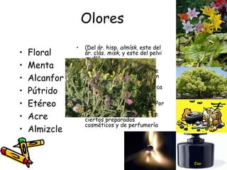 Olores Floral Menta Alcanfor Pútrido Etéreo Acre Almizcle (Del ár. hisp.  almísk , este del ár. clás.  misk,  y este del pelvi  mušk ). 1.  m. Sustancia grasa, untuosa, de olor intenso que algunos mamíferos segregan en glándulas situadas en el prepucio, en el periné o cerca del ano, y, por ext., la que segregan ciertas aves en la glándula debajo de la cola. Por su untuosidad y aroma, el  almizcle  es materia base de ciertos preparados cosméticos y de perfumería Éter 
