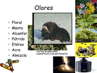 Olores Floral Menta Alcanfor Pútrido Etéreo Acre Almizcle (Del ár. hisp.  almísk , este del ár. clás.  misk,  y este del pelvi  mušk ). 1.  m. Sustancia grasa, untuosa, de olor intenso que algunos mamíferos segregan en glándulas situadas en el prepucio, en el periné o cerca del ano, y, por ext., la que segregan ciertas aves en la glándula debajo de la cola. Por su untuosidad y aroma, el  almizcle  es materia base de ciertos preparados cosméticos y de perfumería Éter 