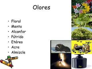 Olores Floral Menta Alcanfor Pútrido Etéreo Acre Almizcle Éter 