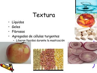 Textura Líquidos Geles Fibrosos Agregados de células turgentes Liberan líquidos durante la masticación 