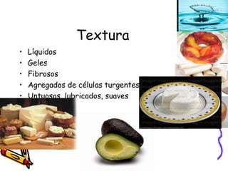 Textura Líquidos Geles Fibrosos Agregados de células turgentes Untuosos, lubricados, suaves 