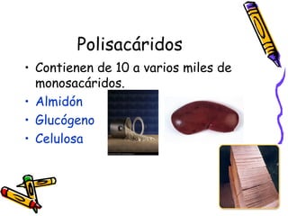 Polisacáridos Contienen de 10 a varios miles de monosacáridos. Almidón Glucógeno Celulosa 