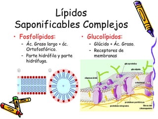 Lípidos Saponificables Complejos Fosfolípidos: Ác. Graso largo + ác. Ortofosfórico. Parte hidrófila y parte hidrófuga. Glucolípidos: Glúcido + Ác. Graso. Receptores de membranas 