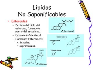 Lípidos No Saponificables Esteroides Derivan del ciclo del esterano, formado a partir del escualeno. Esteroles: Colesterol Hormonas Esteroideas: Sexuales. Suprarrenales. Colesterol Cortisona 