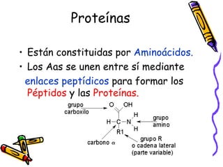 Proteínas Están constituidas por  Aminoácidos. Los   Aas se unen entre sí mediante  enlaces peptídicos  para formar los  Péptidos  y las  Proteínas. 