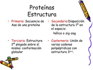 Proteínas Estructura Primaria:  Secuencia de Aas de una proteína Secundaria: Disposición de la estructura 1ª en el espacio: hélice o zig-zag Terciaria:  Estructura 2ª plegada sobre sí misma: conformación globular Cuaternaria:  Unión de varias cadenas polipéptidicas con estructura 3 aria . 