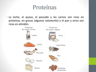 Proteínas
• La leche, el queso, el pescado y las carnes son ricos en
proteínas, en grasas (algunos solamente) y el pan y a...