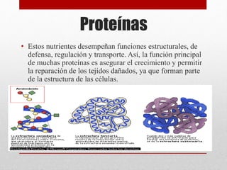 Proteínas
• Estos nutrientes desempeñan funciones estructurales, de
defensa, regulación y transporte. Así, la función principal
de muchas proteínas es asegurar el crecimiento y permitir
la reparación de los tejidos dañados, ya que forman parte
de la estructura de las células.
 