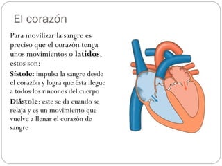 El corazón
Para movilizar la sangre es
preciso que el corazón tenga
unos movimientos o latidos,
estos son:
Sístole: impulsa la sangre desde
el corazón y logra que ésta llegue
a todos los rincones del cuerpo
Diástole: este se da cuando se
relaja y es un movimiento que
vuelve a llenar el corazón de
sangre
 