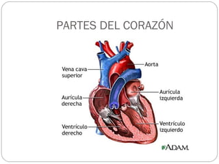 PARTES DEL CORAZÓN
 
