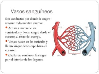 Vasos sanguíneos
Son conductos por donde la sangre
recorre todo nuestro cuerpo:
Arterias: nacen de los
ventrículos y llevan sangre desde el
corazón al resto del cuerpo.
Venas: nacen en las aurículas y
llevan sangre del cuerpo hacia el
corazón.
Capilares: conducen la sangre
por el interior de los órganos
 