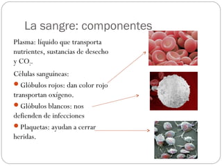 La sangre: componentes
Plasma: líquido que transporta
nutrientes, sustancias de desecho
y CO2.
Células sanguíneas:
Glóbulos rojos: dan color rojo
transportan oxígeno.
Glóbulos blancos: nos
defienden de infecciones
Plaquetas: ayudan a cerrar
heridas.
 