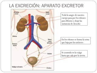 LA EXCRECIÓN: APARATO EXCRETOR
Toda la sangre de nuestro
cuerpo pasa por los riñones
para filtrarse y dejar las
sustancias de desecho
En los riñones se forma la orina
que baja por los uréteres
Se acumula en la vejiga
hasta que sale por la uretra
 