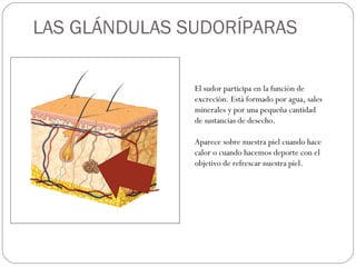 LAS GLÁNDULAS SUDORÍPARAS
El sudor participa en la función de
excreción. Está formado por agua, sales
minerales y por una pequeña cantidad
de sustancias de desecho.
Aparece sobre nuestra piel cuando hace
calor o cuando hacemos deporte con el
objetivo de refrescar nuestra piel.
 