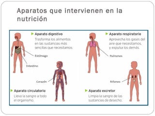 Aparatos que intervienen en la
nutrición
 