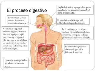 El proceso digestivo
Comienza en la boca
cuando los dientes
trituran los alimentos
La glándula salival segrega saliva que se
mezcla con los alimentos formando el
bolo alimenticio.
El bolo baja por la faringe y el
esófago hasta llegar al estómago.
En el estómago se revuelve,
machaca y tritura la comida hasta
convertirla en líquida y el jugo
gástrico descompone el alimento.
A continuación pasa al
intestino delgado, donde el
páncreas segrega el jugo
pancreático y el hígado la
bilis para que se metabolicen
los nutrientes (excepto los
hidratos de carbono) y éstos
pasen a la sangre.
En el intestino grueso se
absorbe el agua y los
hidratos de carbono.
Los restos son expulsados
por el ano en forma de
heces.
 