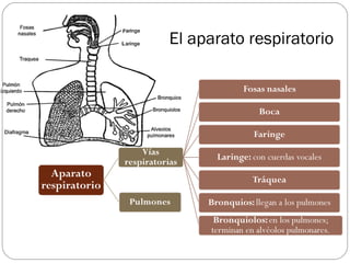 El aparato respiratorio
 