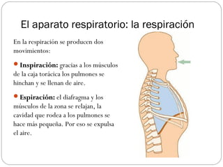 El aparato respiratorio: la respiración
En la respiración se producen dos
movimientos:
Inspiración:Inspiración: gracias a los músculos
de la caja torácica los pulmones se
hinchan y se llenan de aire.
Espiración:Espiración: el diafragma y los
músculos de la zona se relajan, la
cavidad que rodea a los pulmones se
hace más pequeña. Por eso se expulsa
el aire.
 