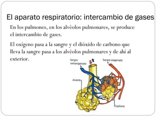 El aparato respiratorio: intercambio de gases
En los pulmones, en los alvéolos pulmonares, se produce
el intercambio de gases.
El oxígeno pasa a la sangre y el dióxido de carbono que
lleva la sangre pasa a los alvéolos pulmonares y de ahí al
exterior.
 