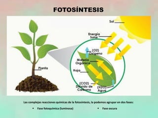 FOTOSÍNTESIS
Las complejas reacciones químicas de la fotosíntesis, la podemos agrupar en dos fases:
 Fase fotoquímica (luminosa)  Fase oscura
 