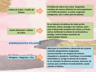 Sulfato de Cobre + Fosfito de
Potasio
El Sulfato de cobre sirve como funguicida,
combate de manera eficiente los microorganismos
y el Fosfito de potasio es calcio, magnesio,
manganeso, zinc o cobre para las plantas.
Azufre Elemental + Sulfato
de Cobre
Es un inductor de defensa de triple acción:
nutriente, activa y protege a los cultivos, nutre
para el desarrollo completo del cultivo y el fruto;
activa, facilitando la síntesis de aminoácidos y
protege, contra hongos causantes de
enfermedades foliares
ENERGIZANTES FOLIARES
Nitrógeno + Magnesio + Zinc
Ideal para el crecimiento y desarrollo de la planta
evitando alargamientos exagerados,
contrarrestando a los ataques de insectos
chupadores y picadores. Contribuye a la actividad
fotosintética y corrige la clorosis de la planta.
Es un activador de diversas enzimas, precursor de
auxinas para contribuir el enraizamiento, ayuda
asimilar el fósforo.
 