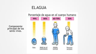 ELAGUA
Componente
principal de los
seres vivos.
60-70%
99% 80% 50%
 