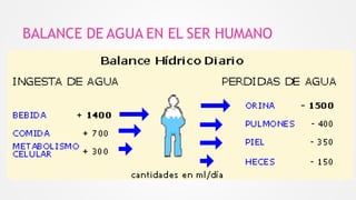 BALANCE DE AGUA EN EL SER HUMANO
 