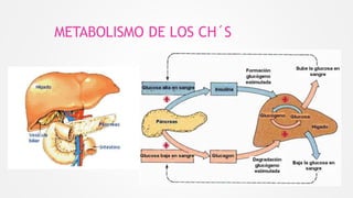 METABOLISMO DE LOS CH´S
 
