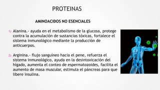 PROTEINAS
AMINOACIDOS NO ESENCIALES
1) Alanina.- ayuda en el metabolismo de la glucosa, protege
contra la acumulación de sustancias tóxicas, fortalece el
sistema inmunológico mediante la producción de
anticuerpos.
2) Arginina.- flujo sanguíneo hacia el pene, refuerza el
sistema inmunológico, ayuda en la desintoxicación del
hígado, aumenta el conteo de espermatozoides, facilita el
aumento de masa muscular, estimula el páncreas para que
libere insulina.
 