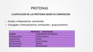 PROTEINAS
CLASIFICACION DE LAS PROTEINAS SEGÚN SU COMPOSICION
▶ Simples u Holoproteínas: aminoácidos
▶ Conjugadas o Heteroproteínas: aminoácidos + grupo prostético
PROTEINAS CONJUGADAS
NOMBRE COMPONENTE NO PROTEICO
Nucleoproteínas Acidos nucléicos
Lipoproteínas Lípidos
Fosfoproteínas Grupos fosfato
Metaloproteínas Metales
Glucoproteínas Monosacáridos
 