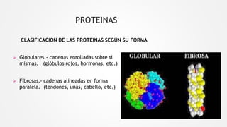 PROTEINAS
CLASIFICACION DE LAS PROTEINAS SEGÚN SU FORMA
 Globulares.- cadenas enrolladas sobre si
mismas. (glóbulos rojos, hormonas, etc.)
 Fibrosas.- cadenas alineadas en forma
paralela. (tendones, uñas, cabello, etc.)
 