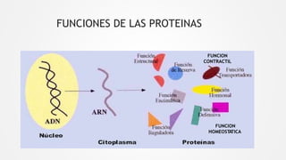 FUNCIONES DE LAS PROTEINAS
FUNCION
HOMEOST
A
TICA
FUNCION
CONTRACTIL
 