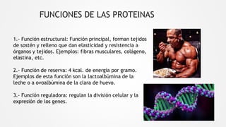 FUNCIONES DE LAS PROTEINAS
1.- Función estructural: Función principal, forman tejidos
de sostén y relleno que dan elasticidad y resistencia a
órganos y tejidos. Ejemplos: fibras musculares, colágeno,
elastina, etc.
2.- Función de reserva: 4 kcal. de energía por gramo.
Ejemplos de esta función son la lactoalbúmina de la
leche o a ovoalbúmina de la clara de huevo.
3.- Función reguladora: regulan la división celular y la
expresión de los genes.
 