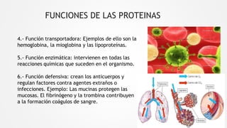 4.- Función transportadora: Ejemplos de ello son la
hemoglobina, la mioglobina y las lipoproteínas.
5.- Función enzimática: intervienen en todas las
reacciones químicas que suceden en el organismo.
6.- Función defensiva: crean los anticuerpos y
regulan factores contra agentes extraños o
infecciones. Ejemplo: Las mucinas protegen las
mucosas. El fibrinógeno y la trombina contribuyen
a la formación coágulos de sangre.
FUNCIONES DE LAS PROTEINAS
 