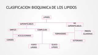 CLASIFICACION BIOQUIMICA DE LOS LIPIDOS
LIPIDOS
SAPONIFICABLES
SIMPLES
ACILGLICERIDOS
CERIDOS
COMPLEJOS
FOSFO
LIPIDOS
GLUCO
LIPIDOS
NO
SAPONIFICABLES
TERPENOIDES
ESTEROIDES
PROSTA
GLANDINAS
 