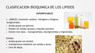 CLASIFICACION BIOQUIMICA DE LOS LIPIDOS
SAPONIFICABLES
1.- SIMPLES: Contienen carbono, hidrogeno y Oxigeno.
Acilglicéridos:
▶ Ácidos grasos con glicerol.
▶ Pueden ser solidos (grasas) o líquidos (aceites)
▶ Existen tres tipos.- monoglicéridos, diacilglicéridos y triglicéridos.
Céridos:
▶ Ácidos grasos con alcohol.
▶ A temperatura ambiente son solidas y duras.
▶ Cera de abeja.
 