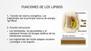 FUNCIONES DE LOS LIPIDOS
1.- Función de reserva energética. Los
triglicéridos son la principal reserva de energía.
1gr=9kcal
2.-Función estructural:
▶ Los fosfolípidos, los glucolípidos y el
colesterol forman las bicapas lipídicas de las
membranas celulares.
▶ Los triglicéridos del tejido adiposo recubren
y protegen a los órganos.
 