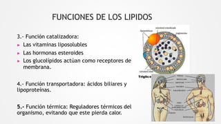 FUNCIONES DE LOS LIPIDOS
3.- Función catalizadora:
▶ Las vitaminas liposolubles
▶ Las hormonas esteroides
▶ Los glucolípidos actúan como receptores de
membrana.
4.- Función transportadora: ácidos biliares y
lipoproteínas.
5.- Función térmica: Reguladores térmicos del
organismo, evitando que este pierda calor.
 