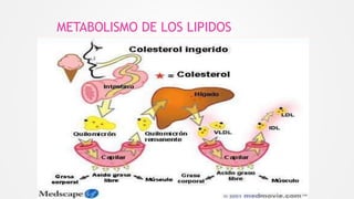 METABOLISMO DE LOS LIPIDOS
 