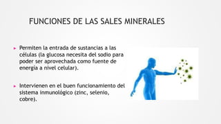 FUNCIONES DE LAS SALES MINERALES
▶ Permiten la entrada de sustancias a las
células (la glucosa necesita del sodio para
poder ser aprovechada como fuente de
energía a nivel celular).
▶ Intervienen en el buen funcionamiento del
sistema inmunológico (zinc, selenio,
cobre).
 