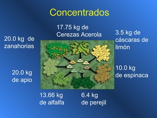 Concentrados
20.0 kg
de apio
20.0 kg de
zanahorias
17.75 kg de
Cerezas Acerola 3.5 kg de
cáscaras de
limón
10.0 kg
de espinaca
6.4 kg
de perejil
13.66 kg
de alfalfa
 