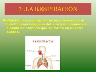 3-.LA RESPIRACIÓN
Definición: La respiración es un proceso por el
  que tomamos oxígeno del aire y eliminamos el
  dióxido de carbono que se forma en nuestro
  cuerpo.
 