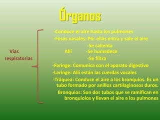 Órganos
                 -Conduce el aire hasta los pulmones
                 -Fosas nasales: Por ellas entra y sale el aire
                                  -Se calienta
  Vías                 Allí      -Se humedece
respiratorias                     -Se filtra
                -Faringe: Comunica con el aparato digestivo
                -Laringe: Allí están las cuerdas vocales
                -Tráquea: Conduce el aire a los bronquios. Es un
                   tubo formado por anillos cartilaginosos duros.
                    Bronquios: Son dos tubos que se ramifican en
                       bronquiolos y llevan el aire a los pulmones
 