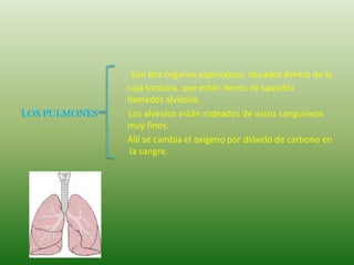Son dos órganos esponjosos, situados dentro de la
               caja torácica, que están llenos de saquitos
               llamados alvéolos.
LOS PULMONES   Los alvéolos están rodeados de vasos sanguíneos
               muy finos.
               Allí se cambia el oxígeno por dióxido de carbono en
                la sangre.
 
