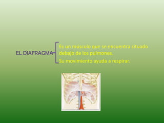 Es un músculo que se encuentra situado
EL DIAFRAGMA   debajo de los pulmones.
               Su movimiento ayuda a respirar.
 