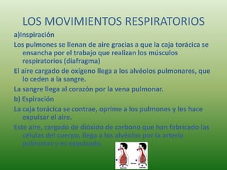 LOS MOVIMIENTOS RESPIRATORIOS
a)Inspiración
Los pulmones se llenan de aire gracias a que la caja torácica se
   ensancha por el trabajo que realizan los músculos
   respiratorios (diafragma)
El aire cargado de oxígeno llega a los alvéolos pulmonares, que
   lo ceden a la sangre.
La sangre llega al corazón por la vena pulmonar.
b) Espiración
La caja torácica se contrae, oprime a los pulmones y les hace
   expulsar el aire.
Este aire, cargado de dióxido de carbono que han fabricado las
   células del cuerpo, llega a los alvéolos por la arteria
   pulmonar y es expulsado.
 