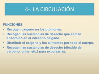 4-. LA CIRCULACIÓN

FUNCIONES:
• Recogen oxígeno en los pulmones.
• Recogen las sustancias de desecho que se han
  absorbido en el intestino delgado.
• Distribuir el oxígeno y los alimentos por todo el cuerpo.
• Recogen las sustancias de desecho (dióxido de
  carbono, orina, etc.) para expulsarlas.
 