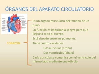 ÓRGANOS DEL APARATO CIRCULATORIO
          Es un órgano musculoso del tamaño de un
          puño.
          Su función es impulsar la sangre para que
          llegue a todo el cuerpo.
          Está situado entre los pulmones.
CORAZÓN   Tiene cuatro cavidades:
                  .Dos aurículas (arriba)
                  .Dos ventrículos (abajo)
          Cada aurícula se comunica con el ventrículo del
          mismo lado mediante una válvula.
 